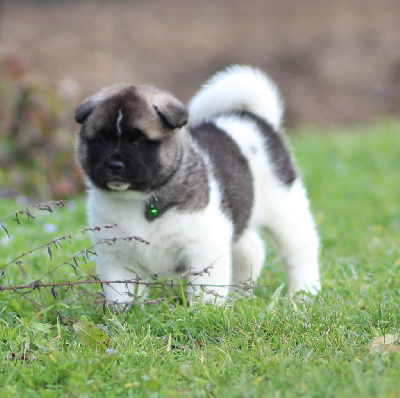Les chiots de Akita americain