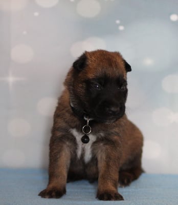 Les chiots de Berger Belge