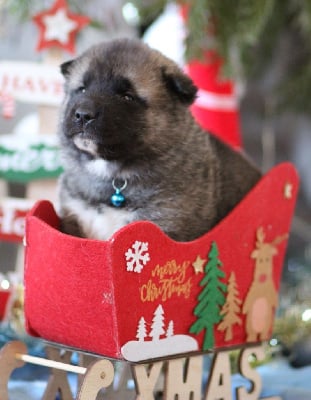 Les chiots de Akita americain