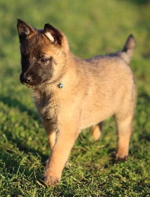 Les chiots de Berger Belge