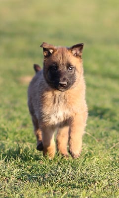 Les chiots de Berger Belge