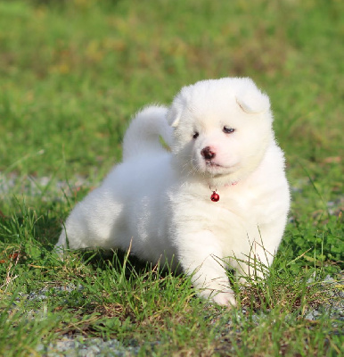 Les chiots de Akita americain