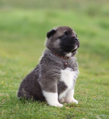 Les chiots de Akita americain