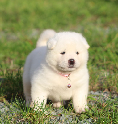 Les chiots de Akita americain