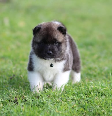 Les chiots de Akita americain