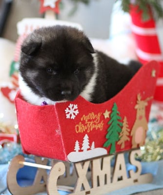 Les chiots de Akita americain