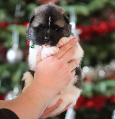 Les chiots de Akita americain