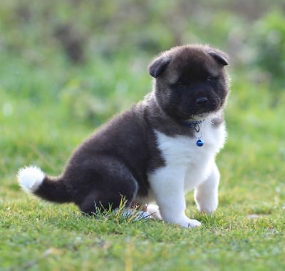 Les chiots de Akita americain