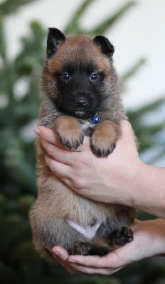 Les chiots de Berger Belge