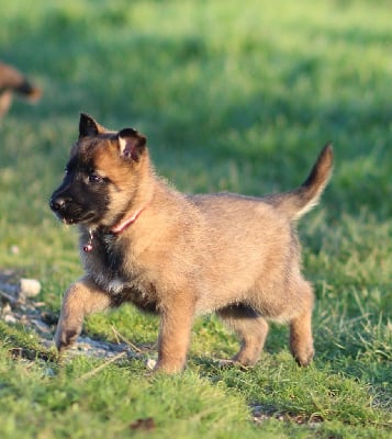 Les chiots de Berger Belge