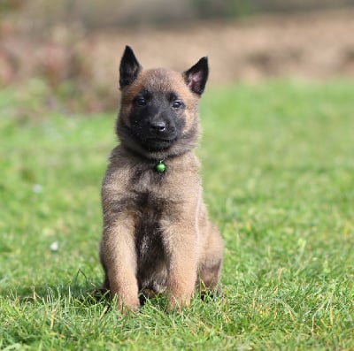 Les chiots de Berger Belge