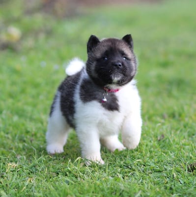 Les chiots de Akita americain