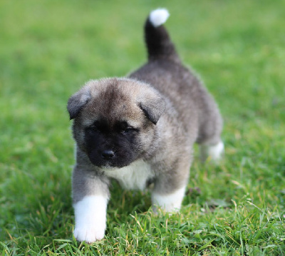 Les chiots de Akita americain