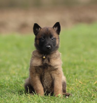 Les chiots de Berger Belge