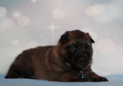 Les chiots de Berger Belge