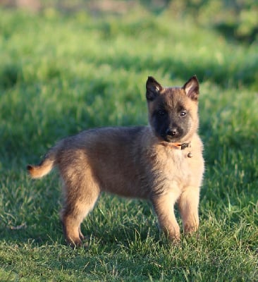 Les chiots de Berger Belge