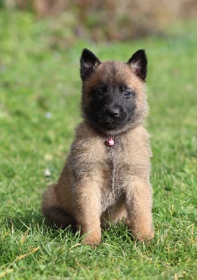 Les chiots de Berger Belge