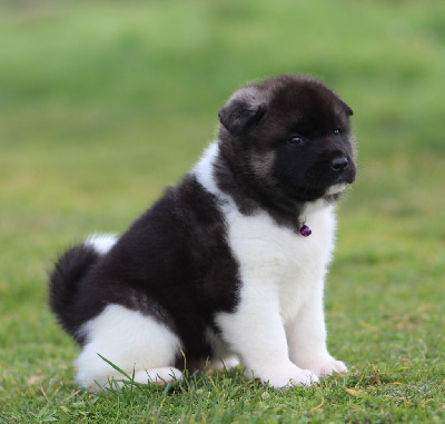 Les chiots de Akita americain