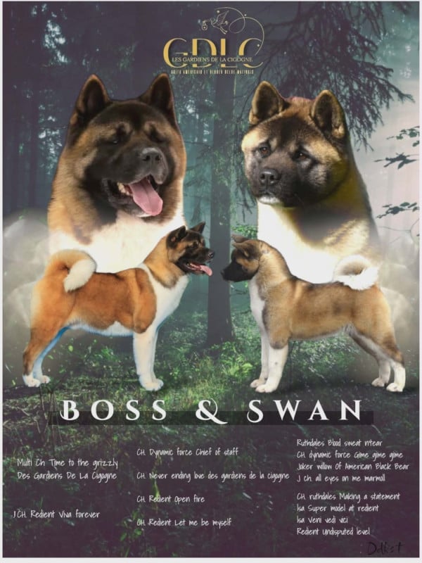 Akita americain - Des Gardiens De La Cigogne