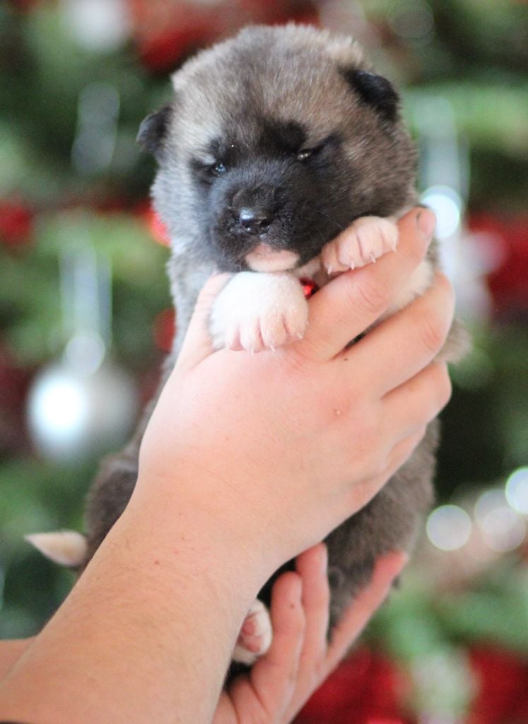 CHIOT collier rouge - Akita americain