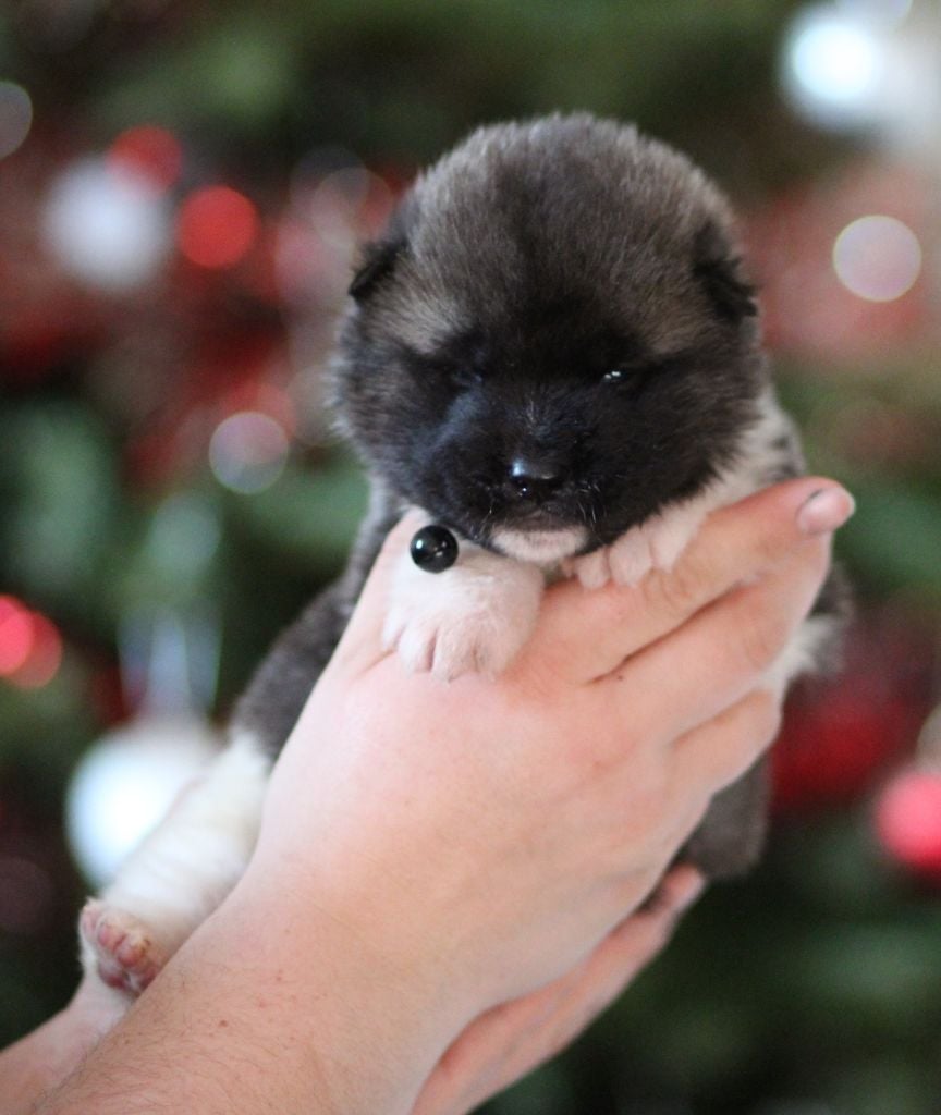 CHIOT collier noir - Akita americain