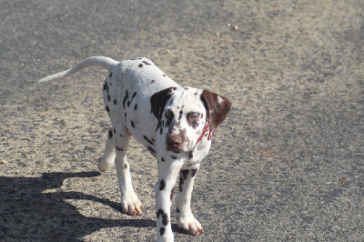 Les chiots de Dalmatien