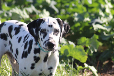 Les chiots de Dalmatien