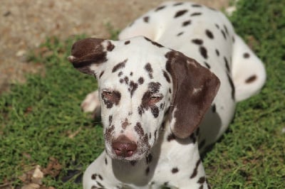 Les chiots de Dalmatien