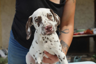 Les chiots de Dalmatien