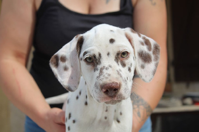 Les chiots de Dalmatien