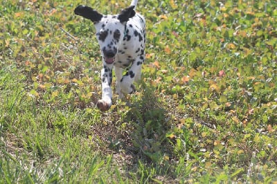 Les chiots de Dalmatien