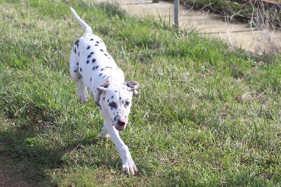 Les chiots de Dalmatien