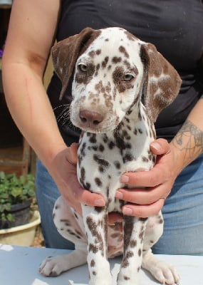 Les chiots de Dalmatien