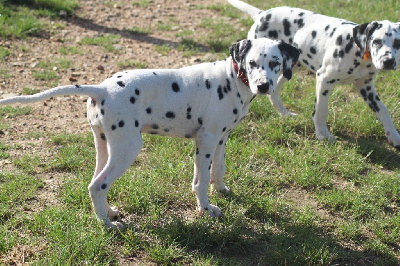Les chiots de Dalmatien