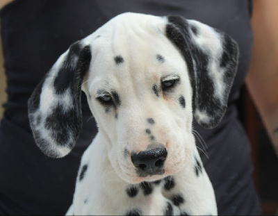 Les chiots de Dalmatien