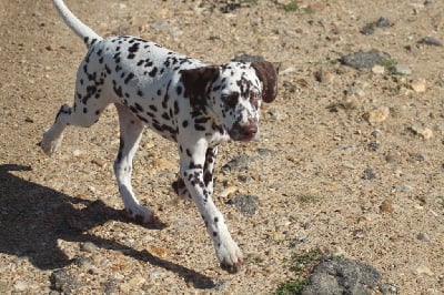 Les chiots de Dalmatien