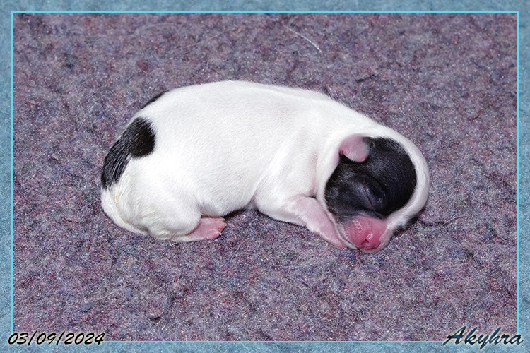 Vigoureux Vaan Du Val d'Akyhra