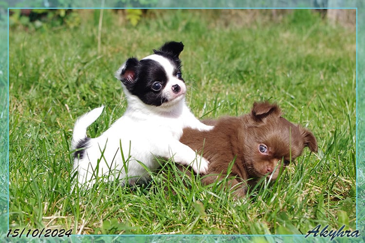 Vigoureux Vaan Du Val d'Akyhra