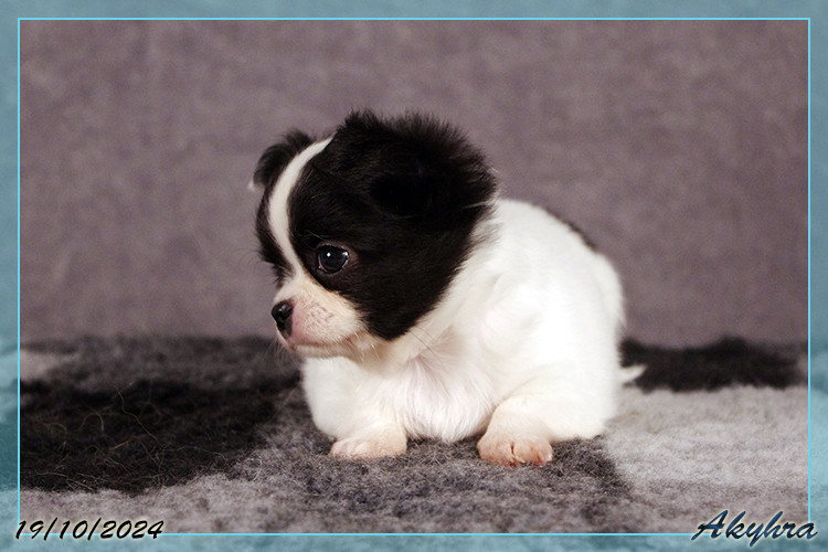 Vigoureux Vaan Du Val d'Akyhra