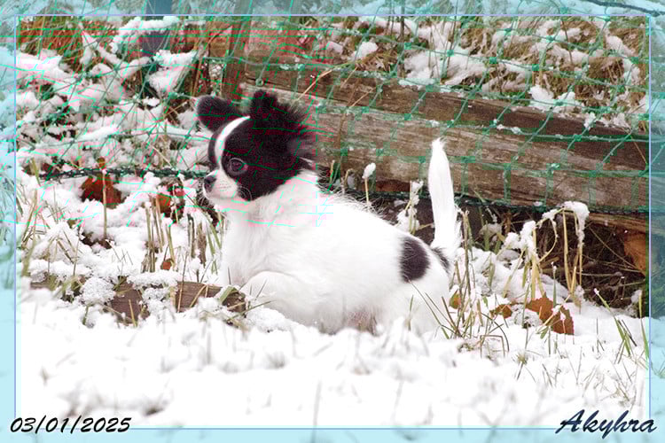 Vigoureux Vaan Du Val d'Akyhra