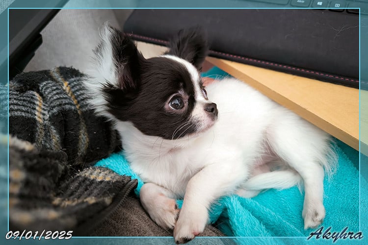 Vigoureux Vaan Du Val d'Akyhra