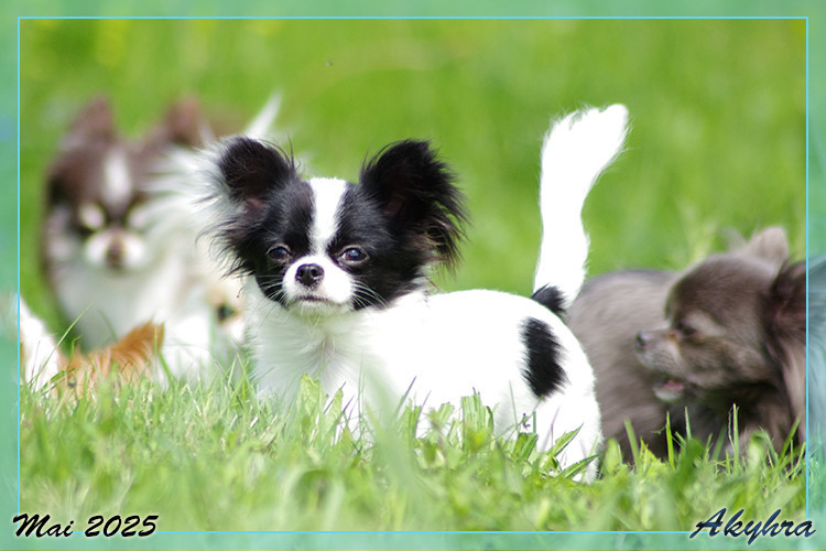 Vigoureux Vaan Du Val d'Akyhra