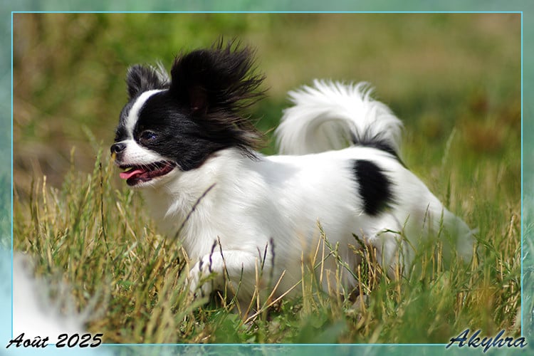 Vigoureux Vaan Du Val d'Akyhra
