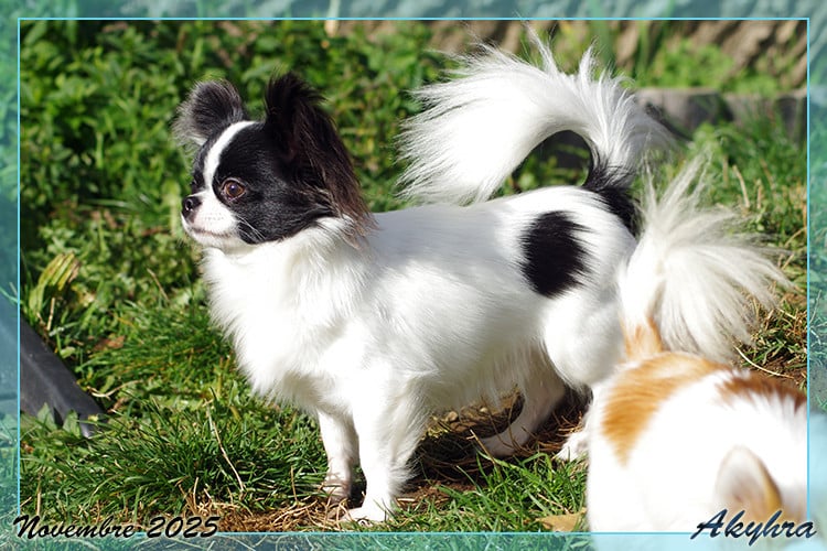 Vigoureux Vaan Du Val d'Akyhra