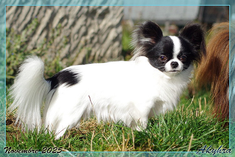 Vigoureux Vaan Du Val d'Akyhra