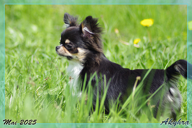 Velous Noir Valren Du royaume de Matiliane