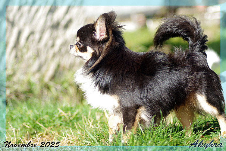 Velous Noir Valren Du royaume de Matiliane