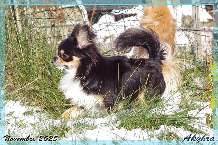 Velous Noir Valren Du royaume de Matiliane