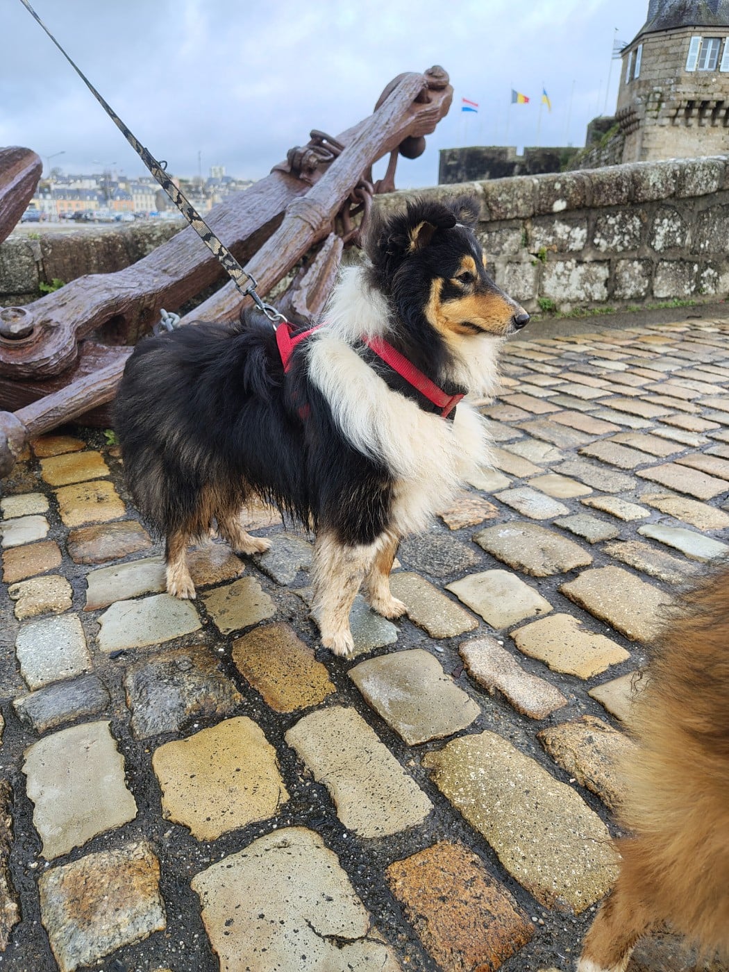 Albi Black du Cèdre Enchanté