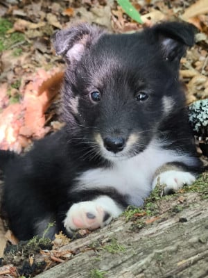 Shetland Sheepdog
